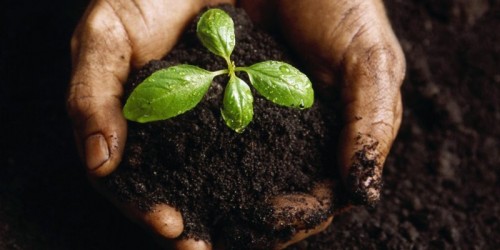 Approvata in via definitiva la legge sull'agricoltura sociale.